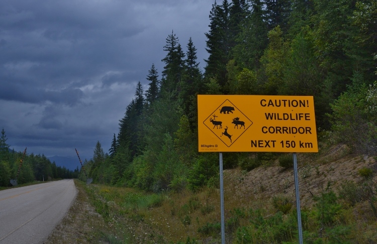 wildlife warning sign